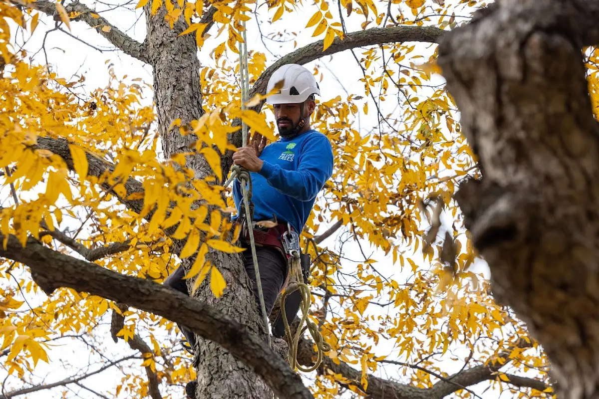 Skilled Tree Planing crew working in Avon